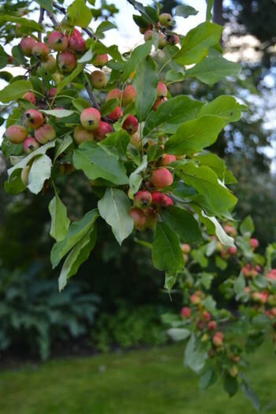 Prydeple 'Dolgo' Små, røde prydepler. Malus Dolgo.