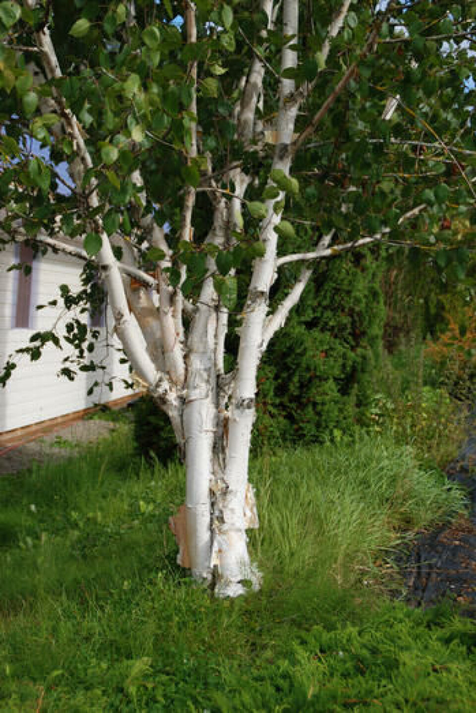 En bjørkesort med særlig vakker stamme. Bjørk med svært hvit bark og flere stammer.