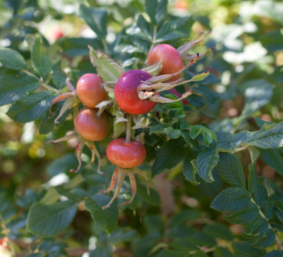 Fotograf: Beathe Schieldrop. Nyper