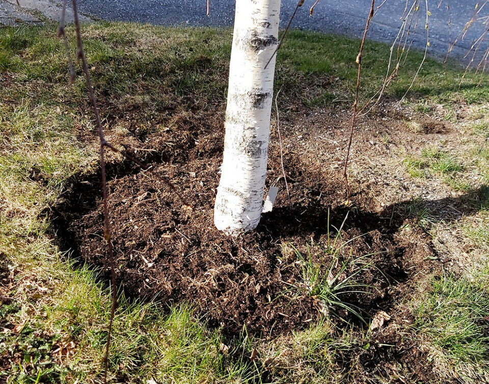 Unngå at gress og ugress vokser helt inn til stammen. Et bjørketre plantet i plen, med en åpen ring av jord rundt.