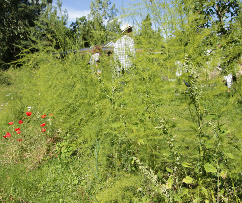 Aspargesplanter gir et egenartet grønt flor i hagen. Fotograf: Jens Fremming Anderssen. asparges