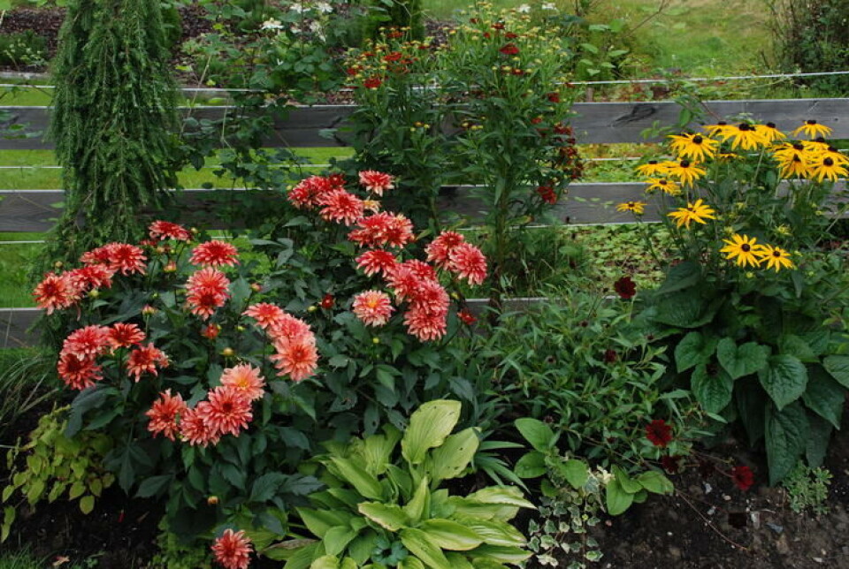 Dahlia plantet i bed er prikken over i´en, men ikke plant ut for tidlig. Oransje dahlia i et staudebed med gylne farger.