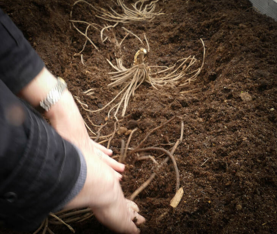 Du kan så aspargesfrø selv men det enkleste er å få tak i ferdige planter fra et hagesenter.Foto: Jens Fremming Anderssen. asparges plantes