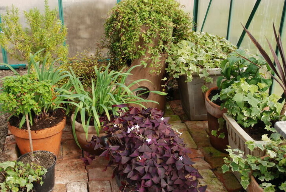 Varmekjære planter på vent i veksthuset. Eksotiske planter på vent i et veksthus. Snart skal de plantes ut.