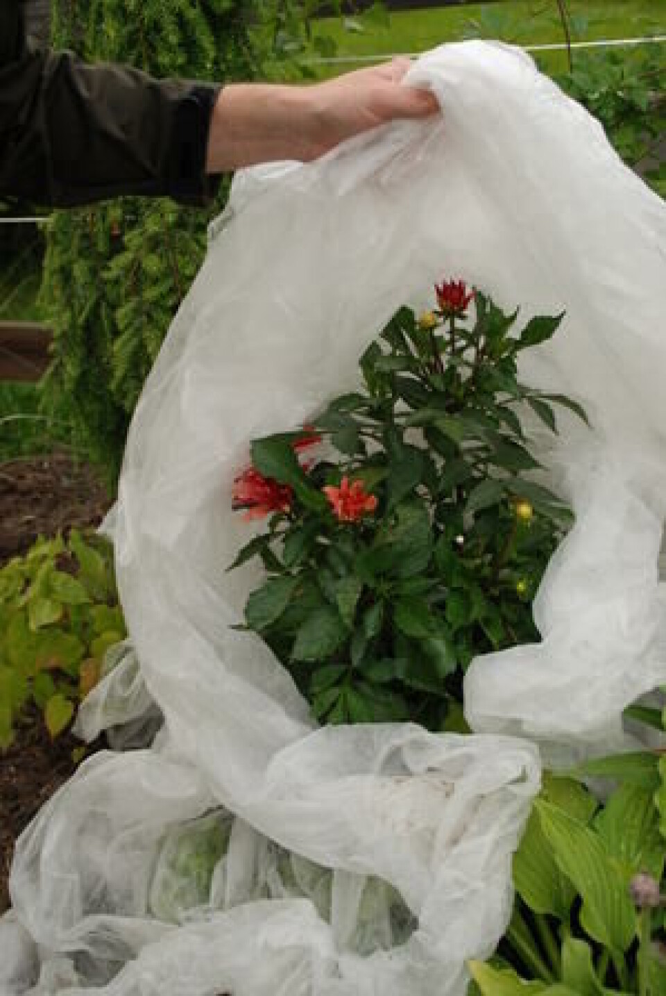 Blir det kjølig, beskytt plantene med dobbel agrylduk over natten. En dahlia som pakkes inn i agrylduk for ikke å bli frostskadd.