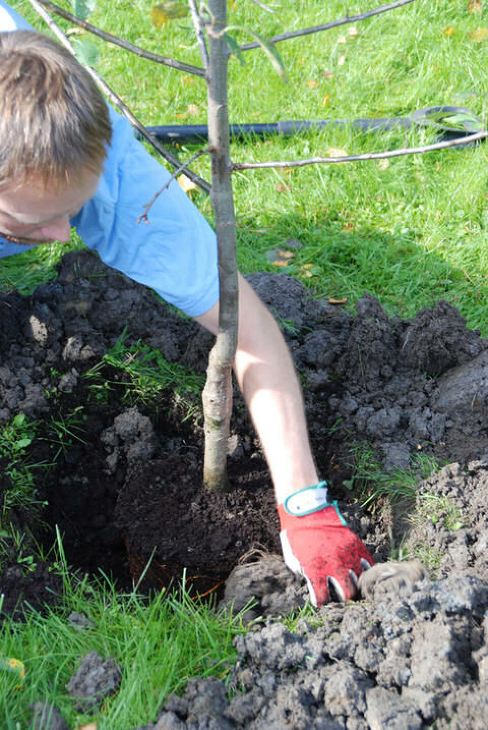 Tid for å plante. Ikke dypere enn treet sto i potta. Sørg for god jordkontakt. plant med god jordkontakt
