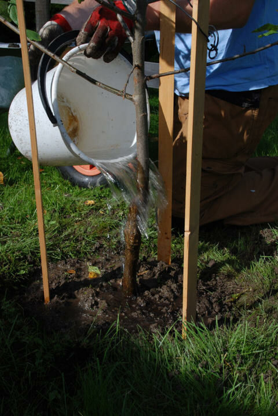 Til slutt vanner vi. 30 liter vann to ganger i uken den første sesongen. vanning umiddelbart etter planting