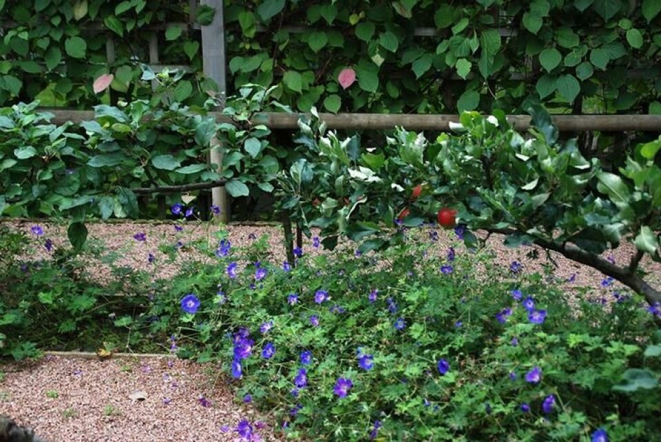 Rød grus gir en spesiell effekt som sender tankene til sydligere strøk. Rød grus rundt en beplanting av blålilla geranium og en spaliert eplehekk.