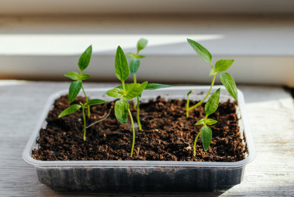 Små frøplanter trenger ikke mye og dyp jord. Fotograf: Shutterstock. Frøplanter dyrket i en plastbakke.