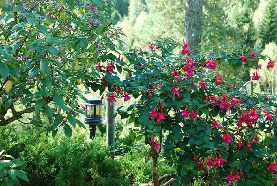 Fuksia som overvintres kan med årene bli store planter med vakker stamme og særpreg. Gammelt fuksiatre med rosa og lilla blomster. Mellom andre planter i et blomsterbed.