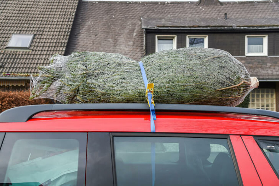 Under transport på taket, kan treet tørker ut. Derfor er det smart å dekke det til. Foto: Shutterstck Et juletre trukket med netting ligger fastspent på taket av en rød bil.