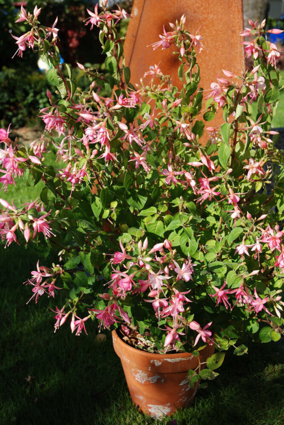 Når høsten kommer og temperaturen synker, må eksotiske planter inn for vinteren. Rosa fuksia i en terrakottapotte.