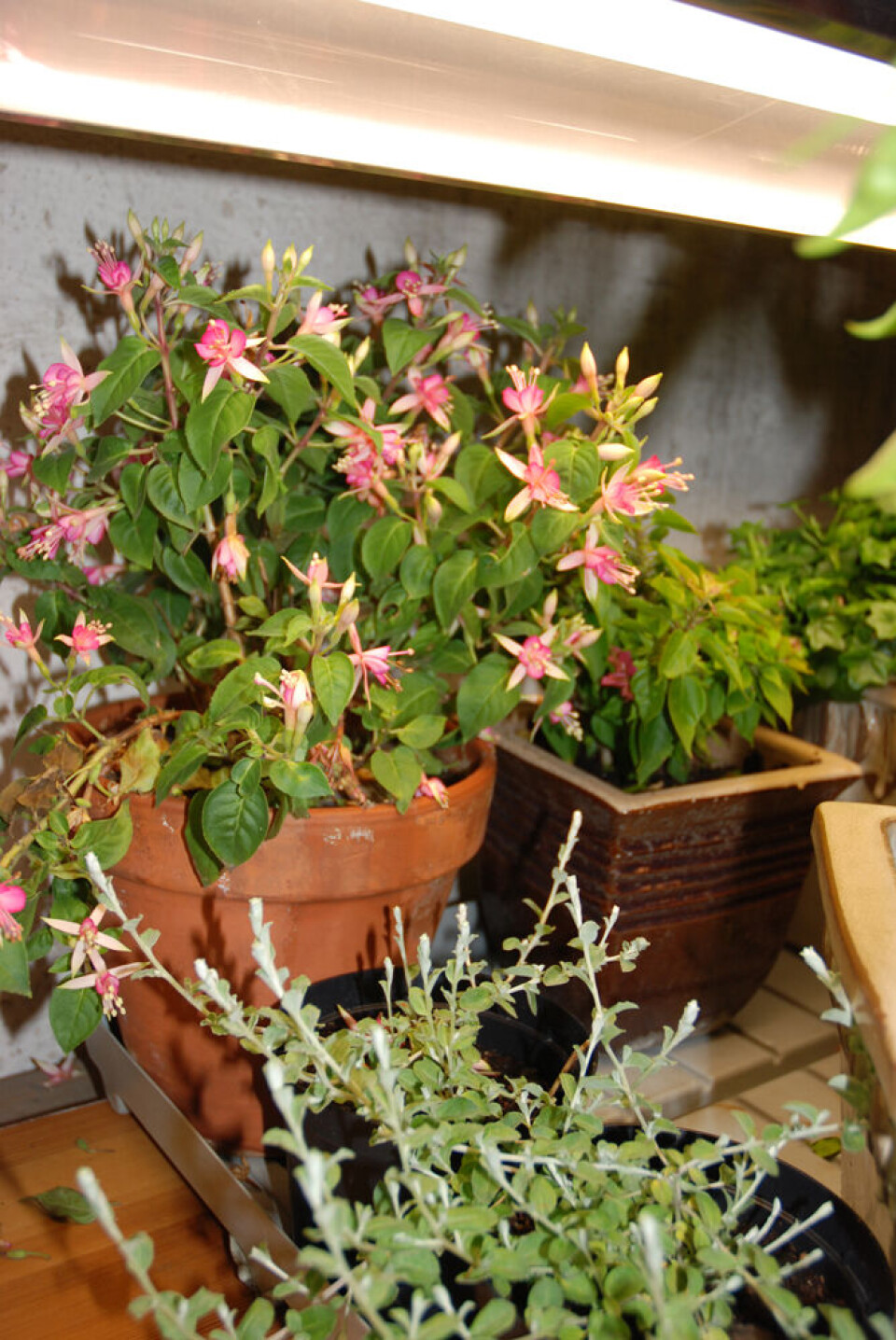 Det skjærer i hjertet å fjerne blomster. Men de stjeler energi som planta trenger i vinter, så ta dem bort. En fuksia med blomster under en lysarmatur.