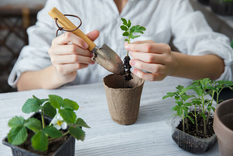 Her prikles en tomatplante over i egen potte. Fotograf: Schutterstock. En person potter om en frøplante i større potte.