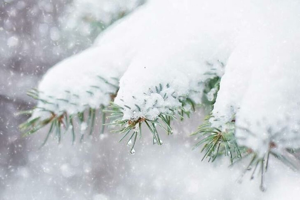 Blir overgangen for brå, kaster treet ofte mange nåler. Snø hviler tungt på en furugrein.