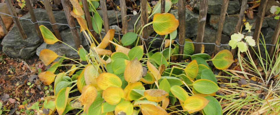La staudene visne naturlig. Bladene vil beskytte gjennom vinteren. En stuade, hosta, visner ned og har gule blad om høsten.