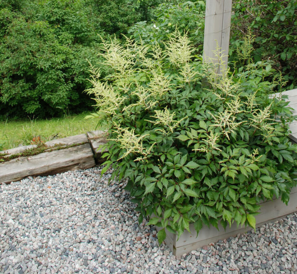 Ulikt trevirke er også god avgrensing mot grus. En astilbe plantet i en trekasse omkranset av grusdekke.