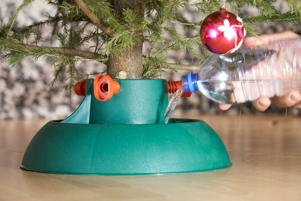 Et juletre kan drikke mye vann, særlig de første dagene. Bruk varmt vann. Fotograf: Shutterstock. Vann helles i en grønn juletrefot fra en plastflaske