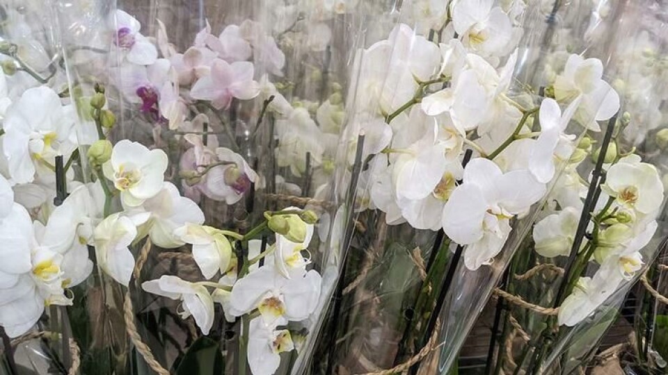 Hvis orkideen har stått lenge i plast i butikken, er det fare for at den kan felle knoppene. Brudeorkideer i plast, står tett i tett i en blomsterbutikk.