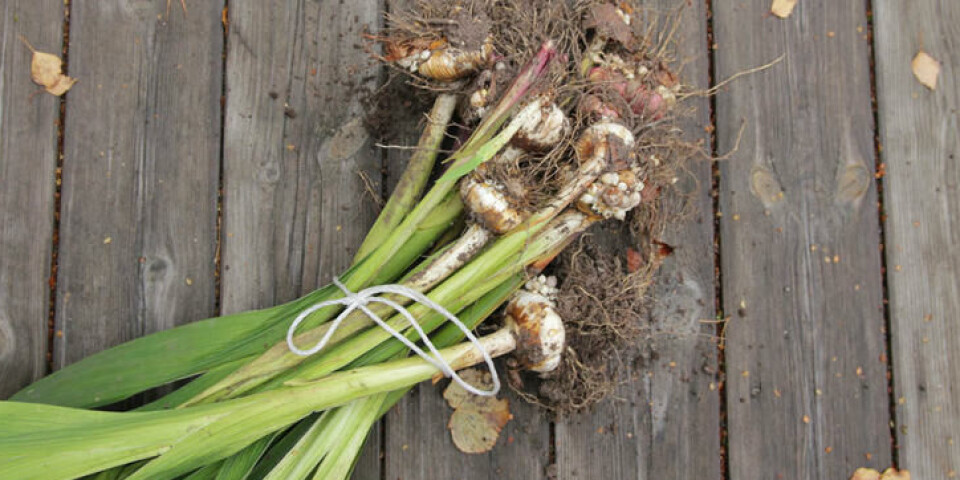 Duftgladiol kan blomstre igjen neste år hvis knollene overvintres frostfritt. En bunt duftgladioler med løken på på et grått trebord om høsten.