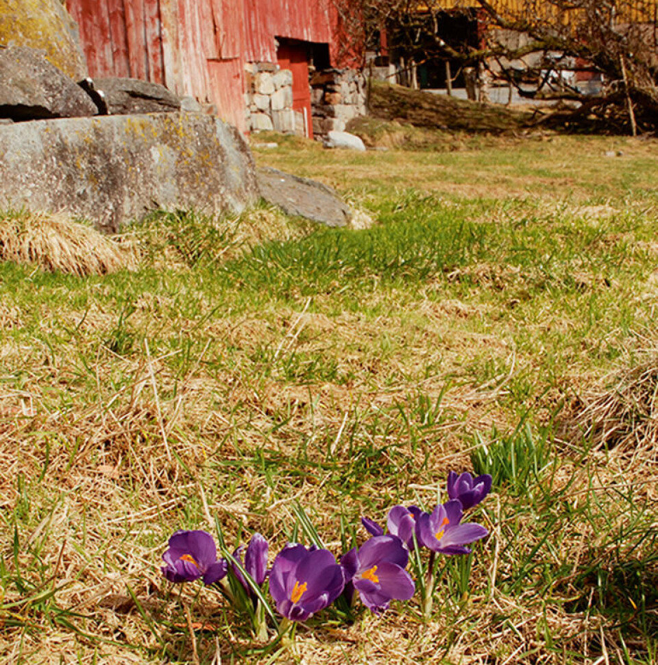 Legg høstløk krokus