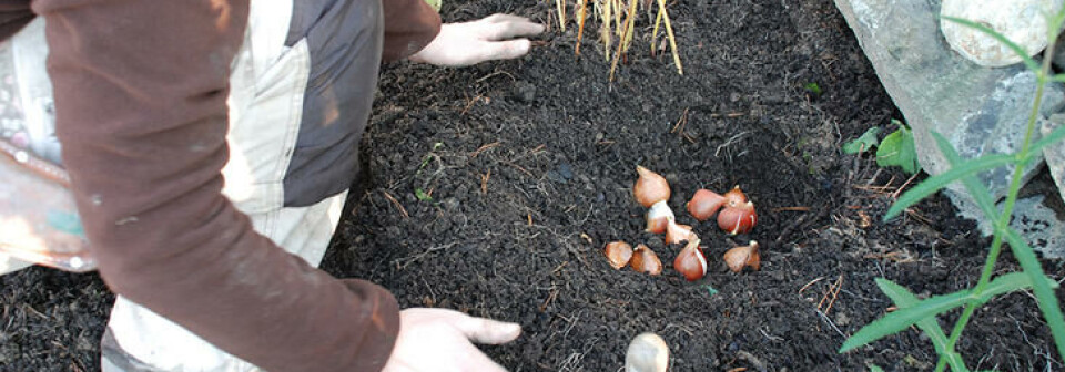 Tulipanløk må i jorda om høsten for å blomstre til våren. En damme legger tulipanløk i et staudebed om høsten.