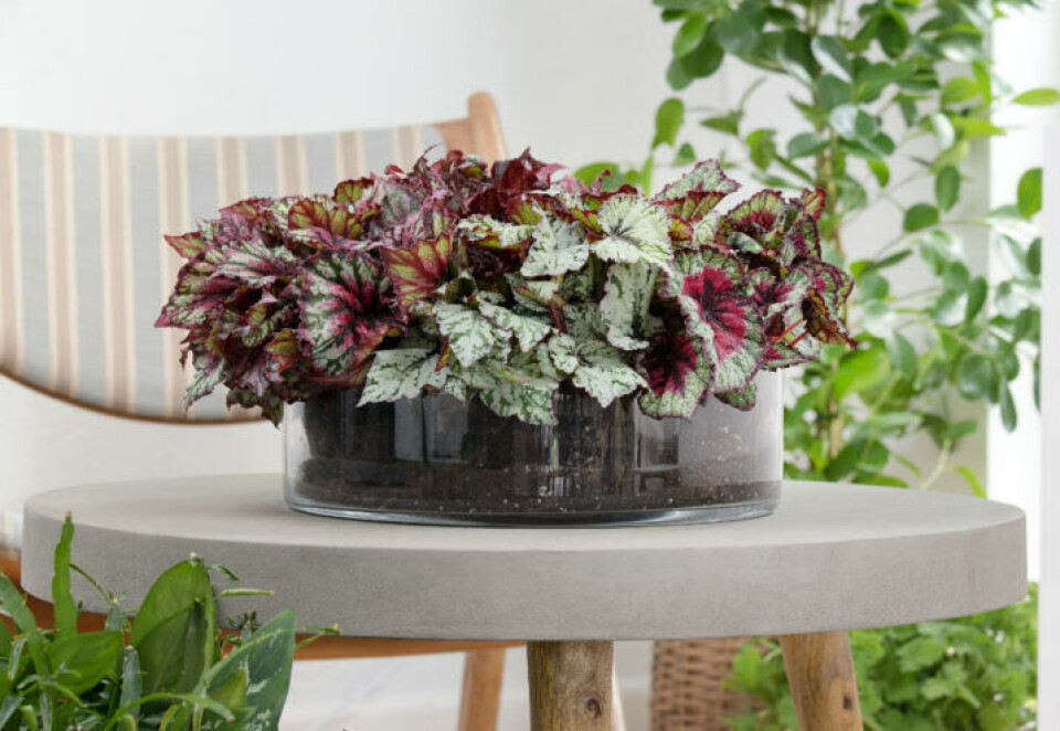 Begonia rex er lett å formere med bladstiklinger. Foto: Floradaniamarketing.dk Bladbegonia i en glassbeholder på et salongbord.