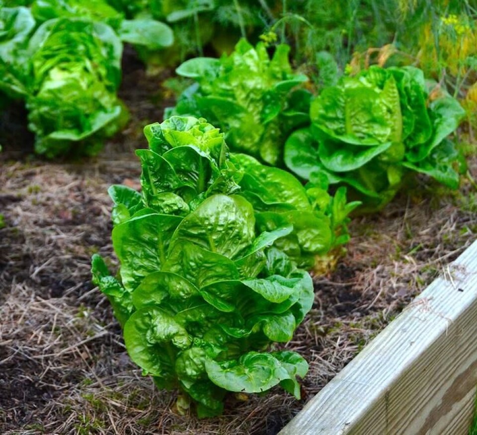 Salat er en av grønnsaksplantene som lett går opp i stokk for tidlig. Salat i en kasse som strekker blomsterstengel.