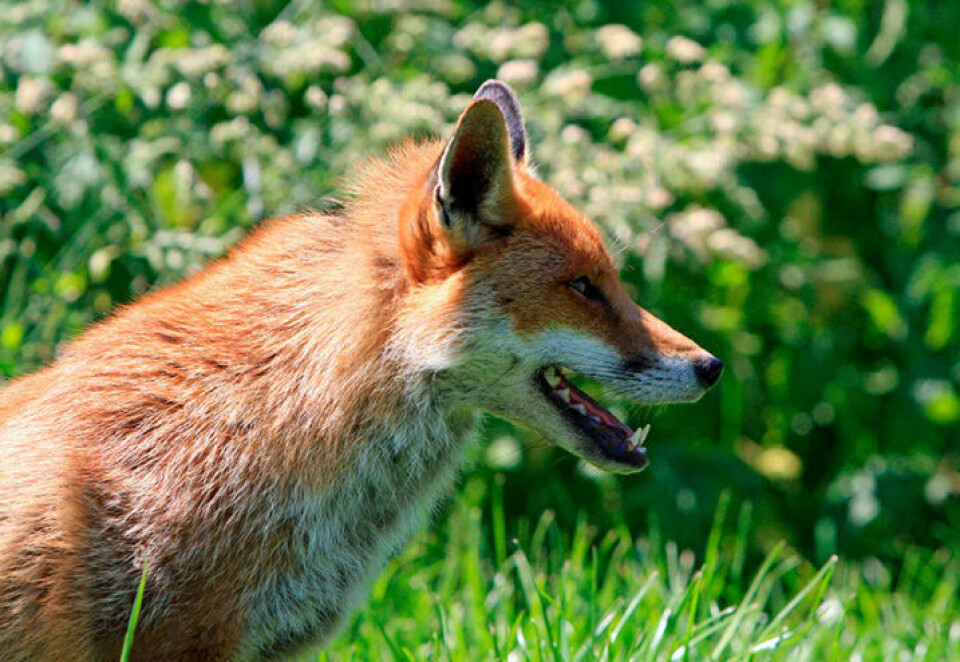 Med en hage nær skogen, kan de hende at Mikkel Rev stikker innom. Foto: Pixabay Rev på besøk i hage