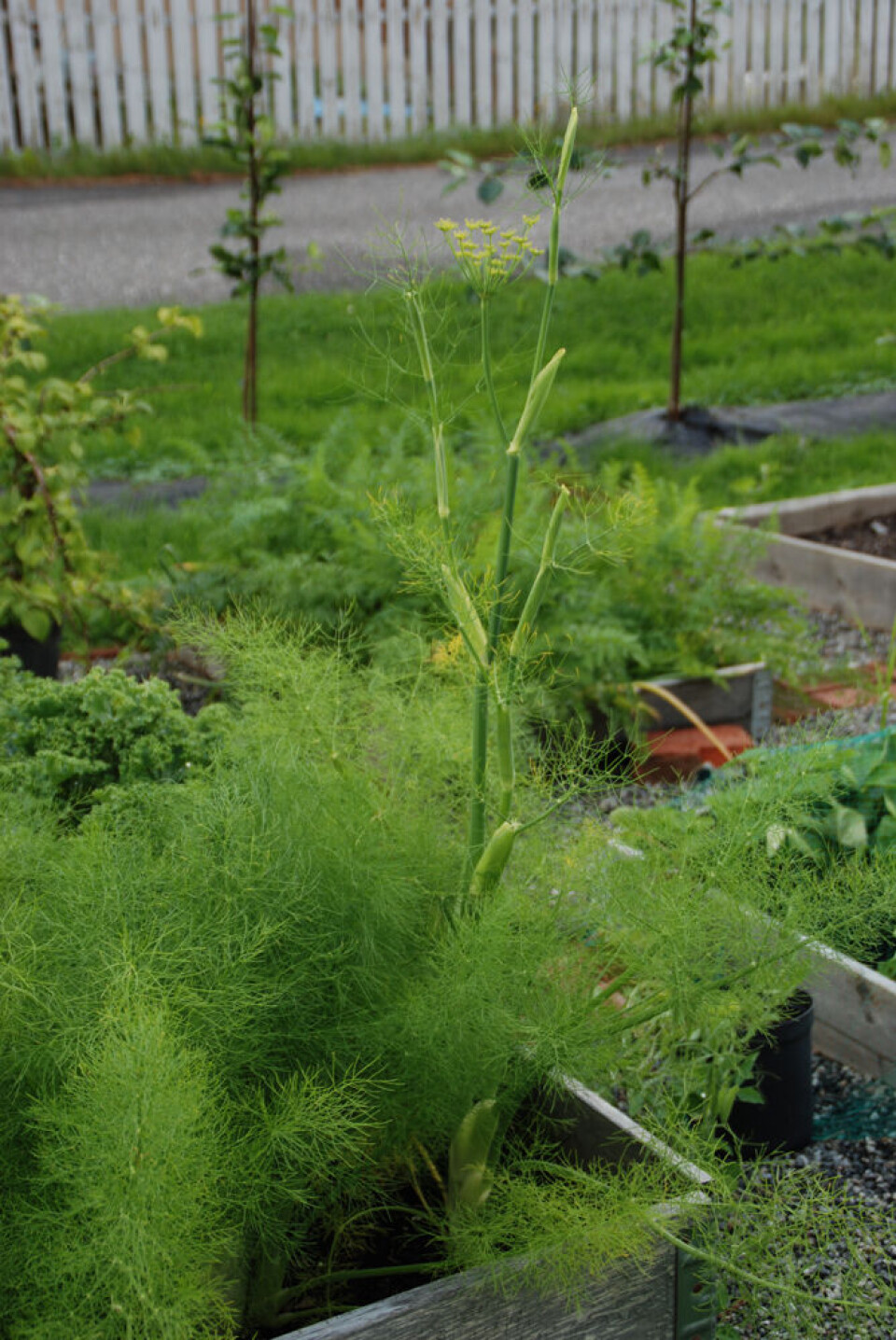 Fenikkel som har gått i stokk. Fotograf: Marianne Utengen. Fenikkel som strekker blomsterstengel.