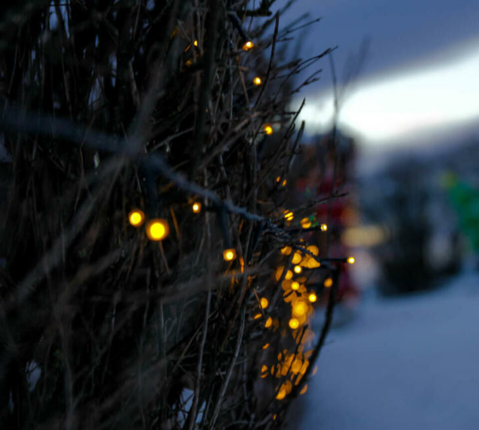 LED-pærer kommer nå i alle farger, også det varme lyset vi opplever som hyggelig. Fotograf: Jens Fremming Anderssen. Små, gule julelys montert på en hekk.