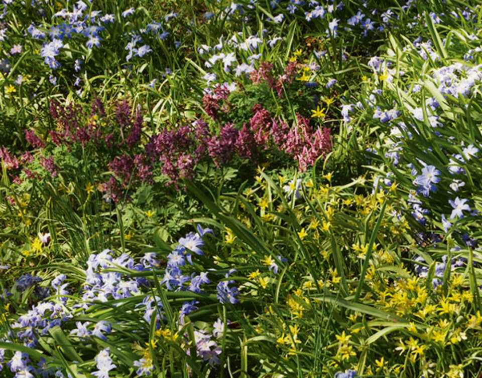 Om de trives, kan vanlige, villige småløk med tid og stunder danne en vårlig eng. Under et tre i Botanisk hage i Oslo ser det slik ut i slutten av april. I slutten av juni er det samme stedet kortklippet plen. Vi ser snøstjerne (Chionodoxa), gullstjerne (Gagea) og hagelerkespore (Corydalis solida). Løkeng