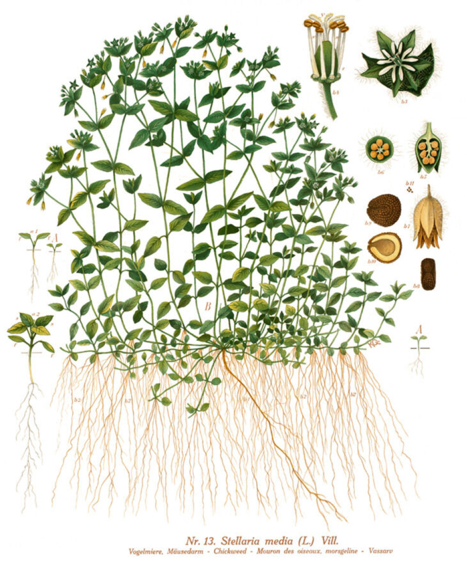 Vassarve er et såkalt vinterettårig ugress, og kan dekke jordkloden på tre år om den får drive på uforstyrret. Fotograf: NIBIO, illustratør Knut Quelprud . En detaljert illustrasjon av ugresset vassarv.