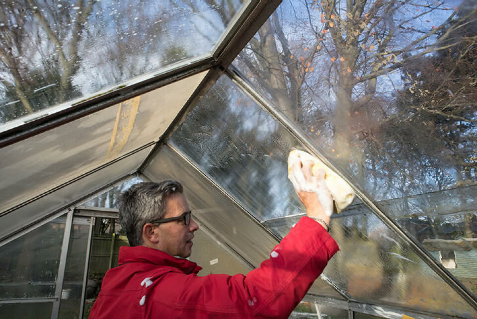 Å vaske drivhuset innvendig før vinteren, begrenser skadedyr og sykdommer neste år. En mann i rød jakke vasker et drivhus innvendig med vampet såpe.