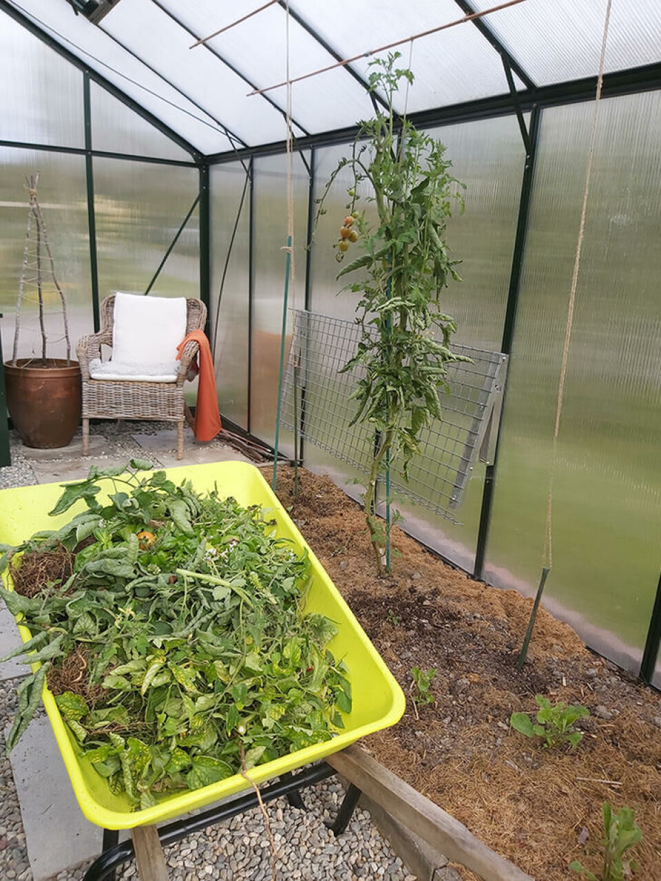 Når høstingen er over bør alle plantedeler ut. Foto: Marianne Utengen. Et drivhus tømmes for planter på høsten. Planterestene legges i en gul trillebår.