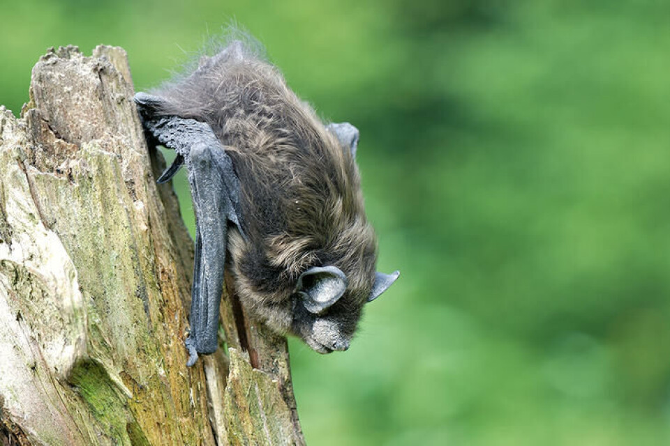 Flaggermus er nattaktive og sover vanligvis i skjul om dagen. En flaggermus som sitter på en trestokk om dagen.