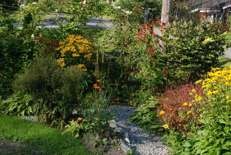 Påfølgende høst. To år etter potetopptak. Fotograf: Marianne Utengen. Et bugnende staudebed om høsten. Blomster i varme fargenyanser.