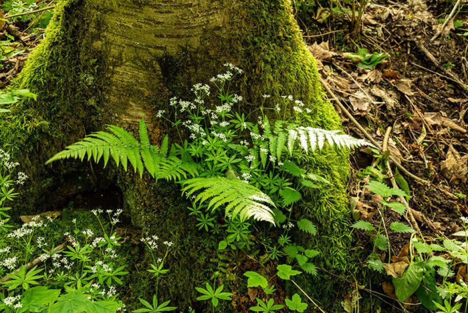 Bruk naturen til å finne inspirasjon til din skoghage. Fotograf: Shutterstock. En bregne vokser ut av en stubbe. Små, hvite blomster omkranser den.