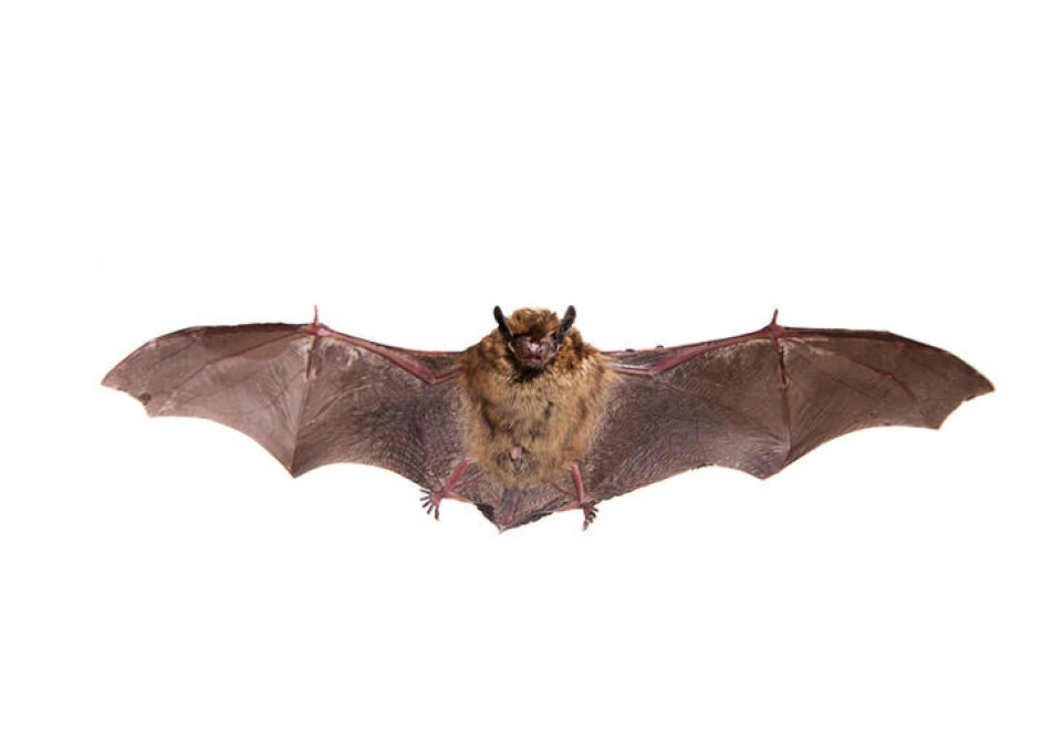 Fotograf: Shutterstock. En norflaggermus med utslåtte vinger på hvit bakgrunn.