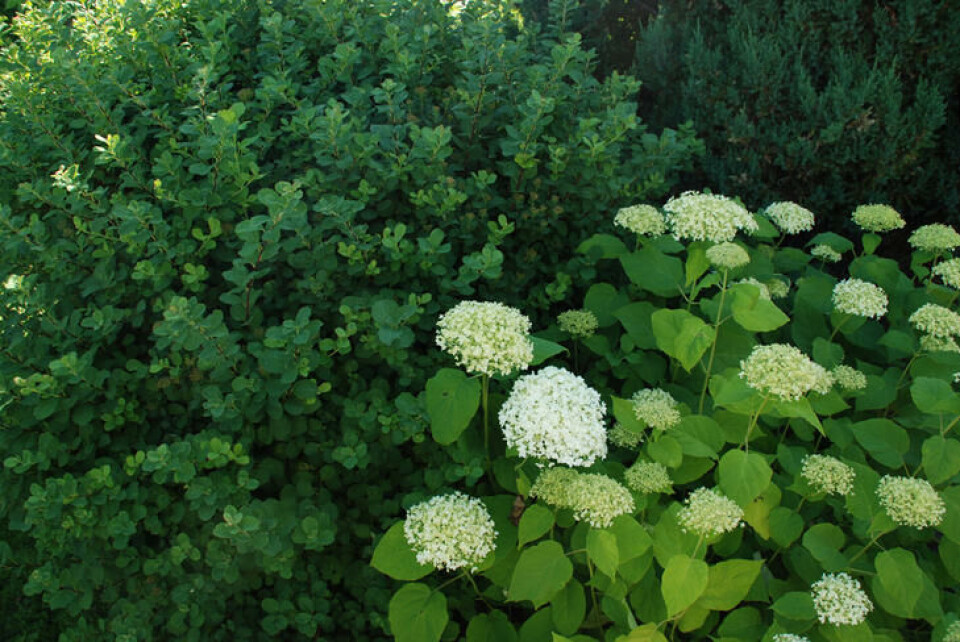 Buksbom og vierhortensia trives godt i skyggen. Fotograf: Marianne Utengen. Buksbom og en vierhortensia vokser sammen i skyggen.