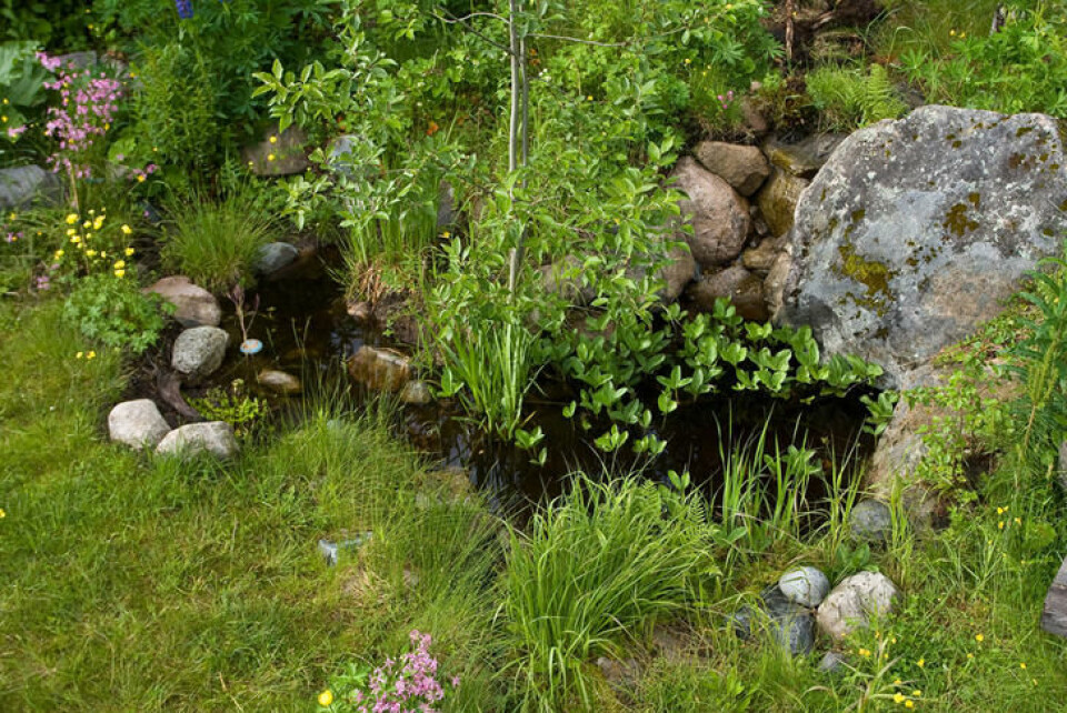 Flaggermus liker å bo tett ved matkilden, derfor er det lettest å få dyr i kassa nær rolig ferskvann med mye insekter. Fotograf: Ronald Bruinvis. En naturlig tilplantet dam i en hage.