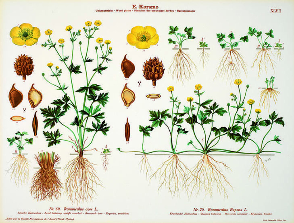 Ill. Sara Mørk fra Korsmos ugrasplansjer/NIBIO. En plakat med illustrasjon som viser en krypsoleieplante.