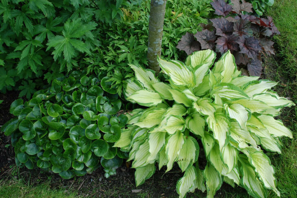 Hasselurt, bladlilje (Hosta) og alunrot er skyggeelskere. Fotograf: Marianne Utengen. Hasselurt, bladlilje og alunrot plantet under et ungt tre.