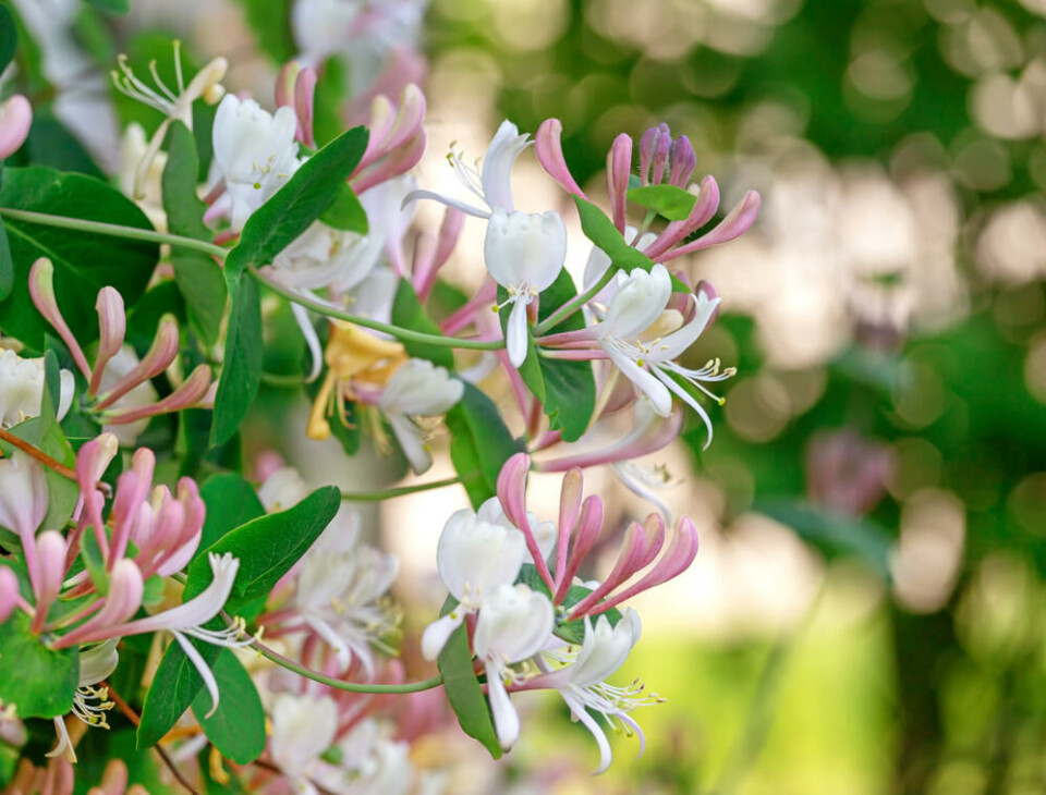 Vivendel dufter godt om kvelden og tiltrekker seg nattsvermere. Fotograf: Shutterstock. Nærbilde av en vivendel, kaprifol, i full blomst. Hvite og rosa blomster.