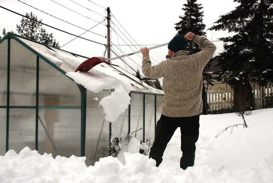 Snø bør vekk før den blir tung av vann. Foto: Marianne Utengen. En mann spar snø vekk fra drivhustaket med en snøskuffe.