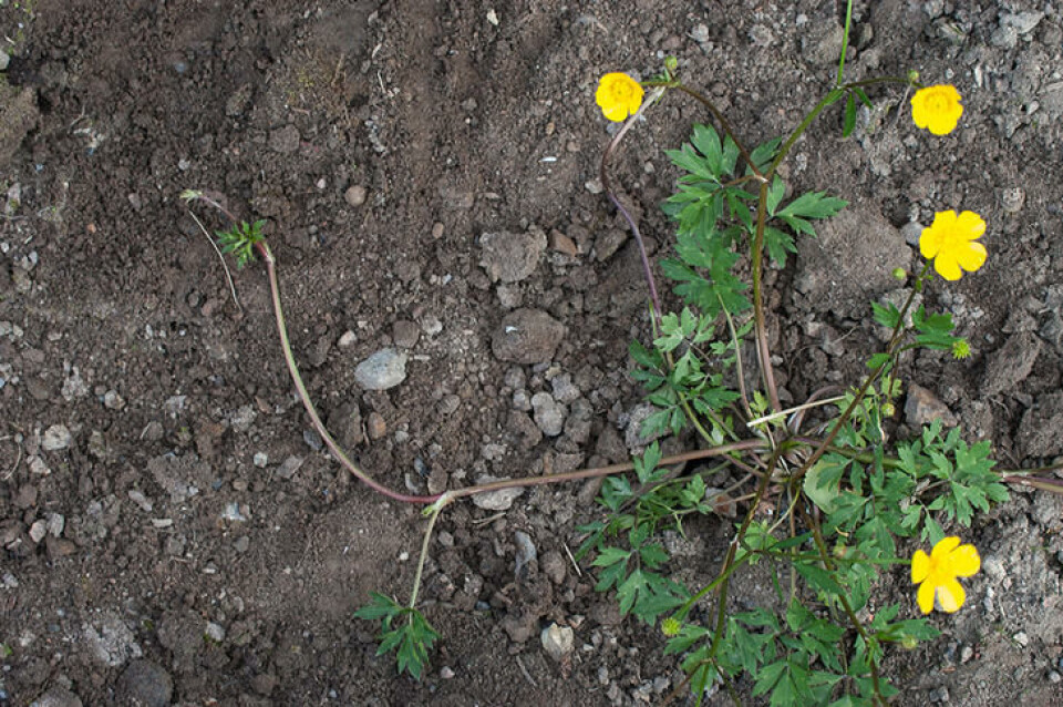 Krypsoleie sprer seg med jordslående stengler og selv unge planter har kraftige røtter. Fotograf: Erling Fløistad. En krypsoleie i blomst med krypende stengler.