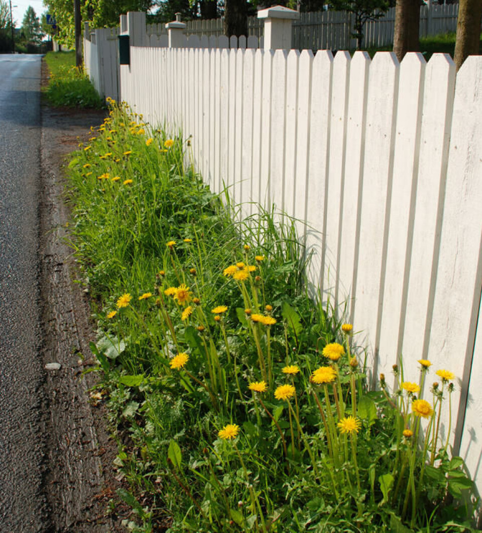 Slik er det vanlig å se løvetann. Den trives nesten overalt. Fotograf: Marianne Utengen. Mange løvetannplanter i full blomst utenfor et hvitt stakittgjerde.