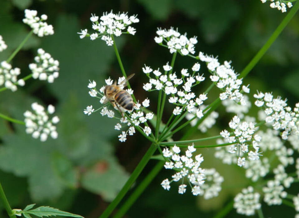 Skvallerkålen tilbyr viktig mat til pollinerende insekter. Fotograf: Marianne Utengen. En bie sitter på en hvit blomysterskjerm av skvallerkål.