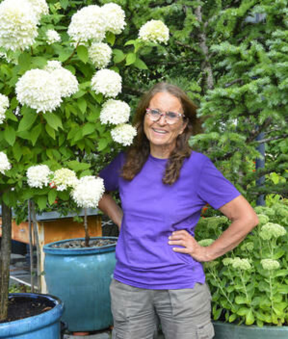 Åse Sekkelsten. Åse Sekkelsten avbildet under en hvitblomstret hortensia.