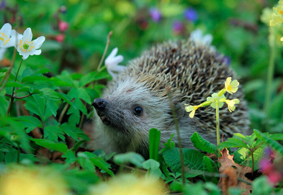 Lager du en pinnsvinvennlig hage, kan du være heldig å få en piggete gjest. Foto: Pixabay Pinnsvin i naturen med blomster